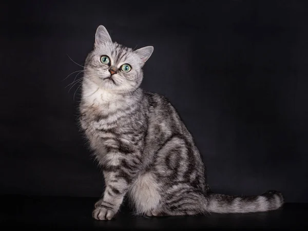 Lindo Aspecto Negro Plata Tabby Blotched British Shorthair Cat Con — Foto de Stock