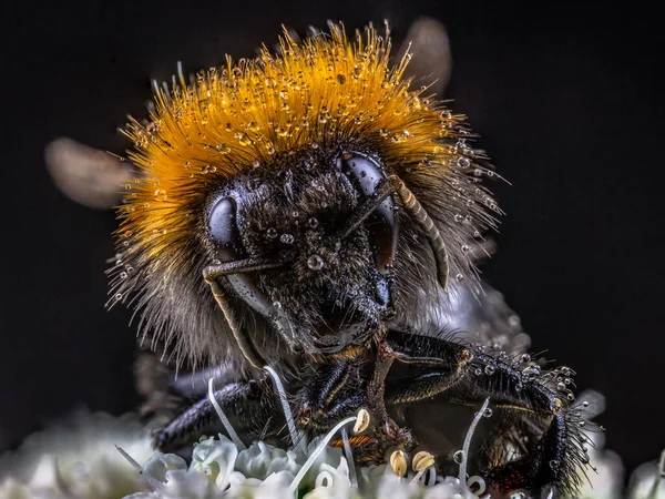 Бджолоїдка Краплею Води Ізольованого Чорному Тлі — стокове фото