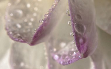 Su damlalı pembe gül yaprağı, romantik atmosfer.