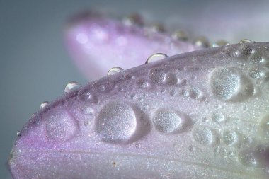 Su damlalı pembe gül yaprağı, romantik atmosfer.