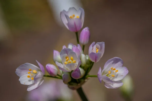 Dettaglio Dei Fiori Dell Aglio Rosato Allium Roseum — Foto Stock