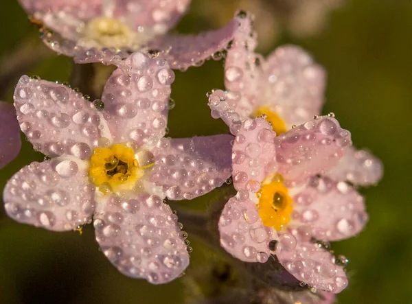 Pembe, yeşil arka planda çiy damlalarıyla beni unutma.