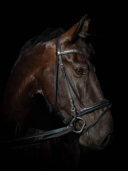 Siyah kahverengi renkli, melez bir Gelderland atı ve Frizyalı sağ tarafa bakıyor..