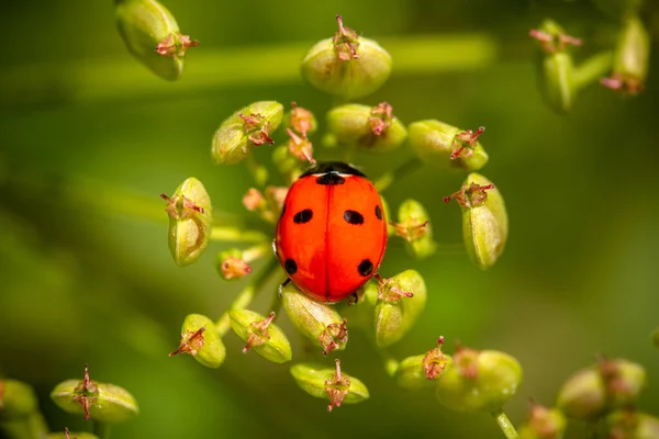 Ladybug Unripe Seeds Parsnip — Stock Photo, Image