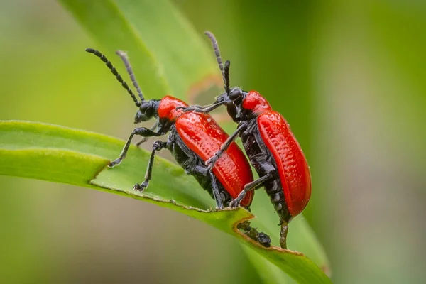 玛塔贡百合叶子上的两只红百合甲虫 — 图库照片