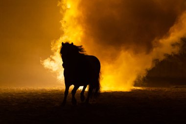 Shetland midillisi dumanlı ortamda turuncu dramatik ışıkta yürüyor.