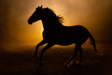 Turuncu dumanlı atmosferde yeleleri sallayan dört nala koşan bir Endülüs atının silüeti dumanlı ışığa karşı ve parlak bir lambayla
