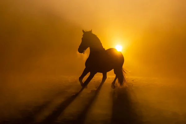 Portakal renkli dramatik ışıkta dumanlı bir at sürüsü profili