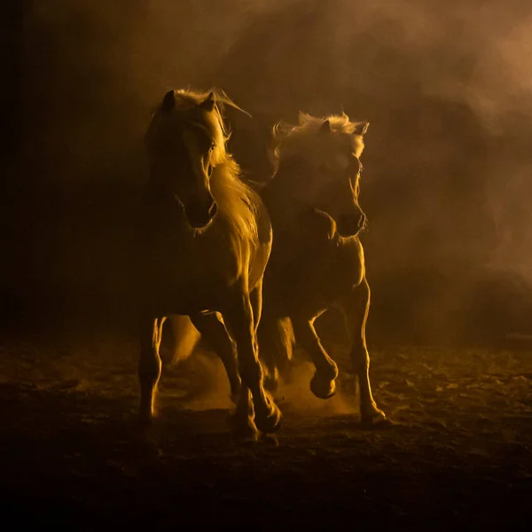 Turuncu dumanlı atmosferde dört nala koşan iki Haflinger Atının silueti Rembrandt 'ın resmine benziyor.