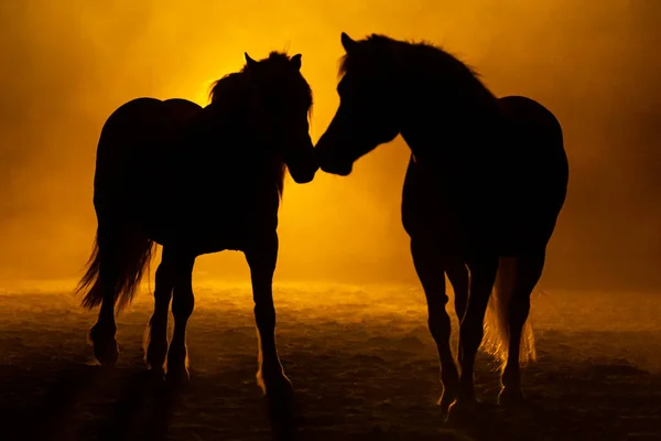 Arka taraftaki iki Haflinger Atının silueti dumanlı turuncu bir atmosferde birbirlerine bakıyorlar.