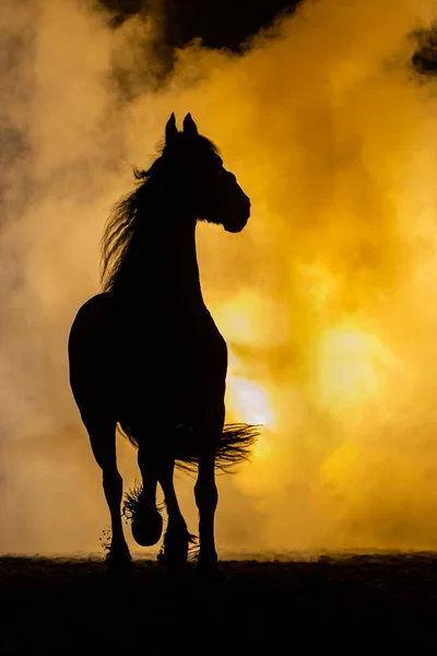 Frizya atının silueti turuncu dumanlı bir atmosferde kameraya doğru yürüyor, ışığa karşı dumanlı ve parlak bir lambayla