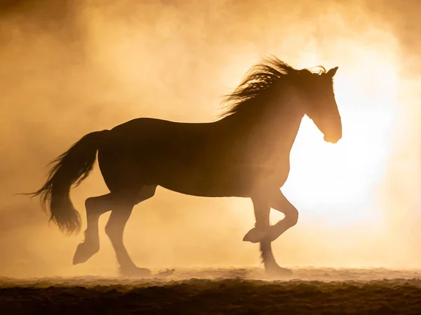 Turuncu dumanlı atmosferde yeleleri sallayan bir Frizya atının silueti, ışığa karşı dumanlı ve parlak bir lambayla