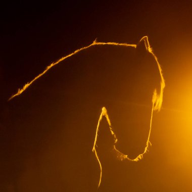 Outlined Silhouette of a Andalusian horse with in a orange smokey atmosphere, against the light with smoke and a bright lamp clipart