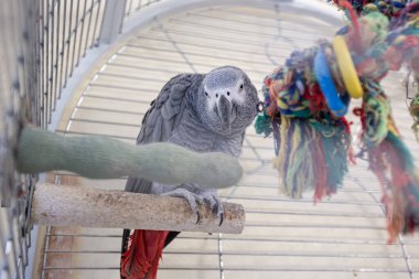 Kırmızı kuyruklu gri bir papağan (Psittacus erithacus) kafesin içinde kameraya meraklı bir şekilde bakıyor.