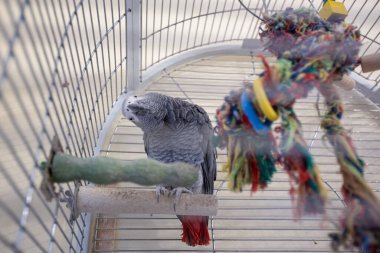 Kırmızı kuyruklu gri papağan (Psittacus erithacus) kafesin içinde eğri büğrü bir kafayla kameraya bakıyor.