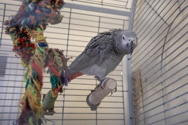 Kırmızı kuyruklu gri bir papağan (Psittacus erithacus) kafesin içinde kameraya meraklı bir şekilde bakıyor.