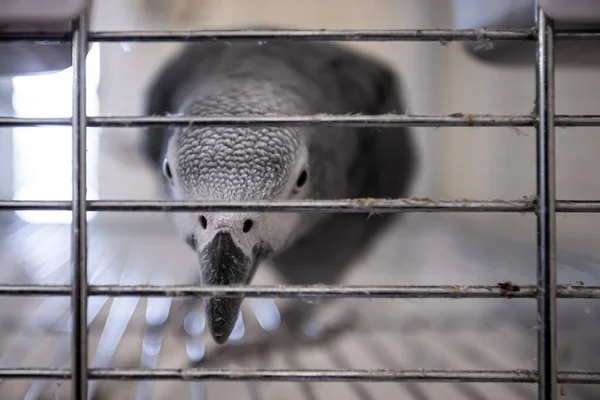 Red Tailed Grey Parrot Psittacus Erithacus Cage Looking Curious Straight — Stock Photo, Image