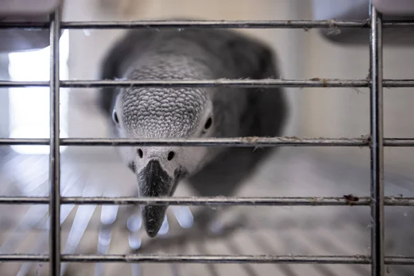 Kırmızı kuyruklu gri bir papağan (Psittacus erithacus) kafesin içinde kameraya meraklı bir şekilde bakıyor.