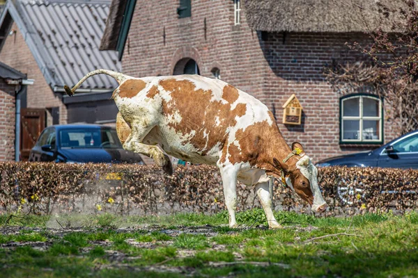 Happy cow leaving the barn the first time in spring to go outside in the meadows, called cowdance in the Netherlands