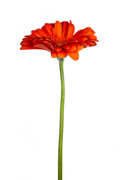 Turuncu Gerbera ya da yeşil saplı Afrikalı Daisy 'nin beyaz arka planda izole edilmiş yan görüntüsü
