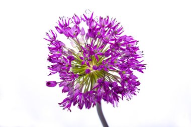 Süs çiçeği Allium 'un mor topu. Beyaz arkaplanda izole.