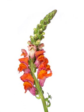 Beyaz arka planda izole edilmiş, turuncu / pembe eğri büğrü bir aslanağzı (Antirrhinum majus) hakkında ayrıntılı yan görünüm