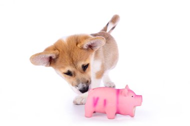 11 haftalık şirin Galli Corgi Pembroke yavrusu beyaz bir arka planda izole edilmiş pembe oyuncak bir domuza bakıyor.