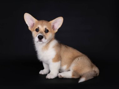 11 haftalık şirin Galli Corgi Pembroke yavrusu siyah arka planda kameraya bakıyor.