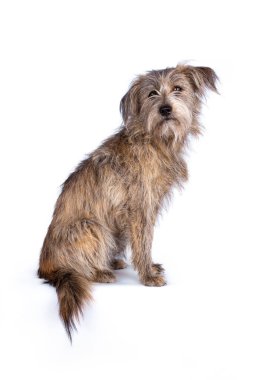 1 yaşında, sevimli, pis görünümlü bir sokak köpeği. Beyaz bir arka planda izole bir şekilde oturup kameraya bakıyor.