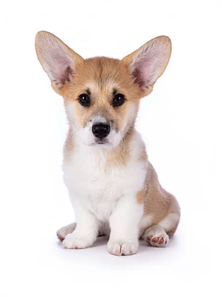 Semanas Edad Lindo Galés Corgi Pembroke Cachorro Sentado Mirando Cámara — Foto de Stock