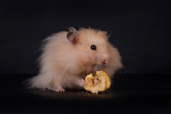 Şirin Uzun Saçlı Suriye Hamsterı Mezocricetus Auratus Siyah Bir Arka — Stok fotoğraf