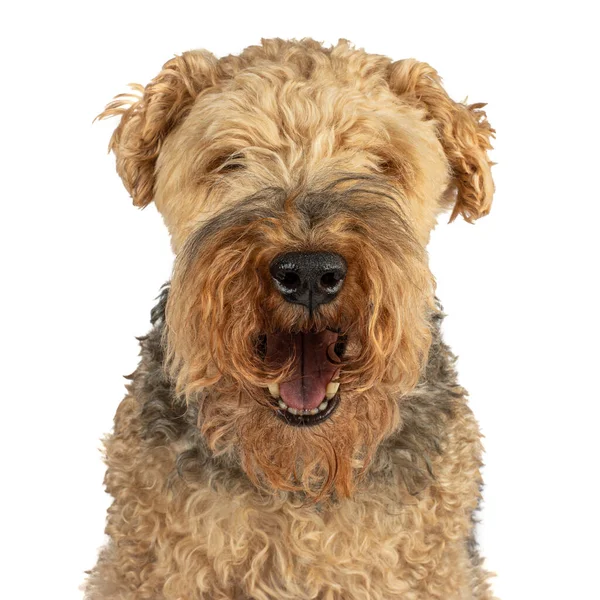 Bir erkek portresi, 8 yaşında Galli teriyer, kameraya bakıyor, beyaz bir arka planda izole edilmiş.