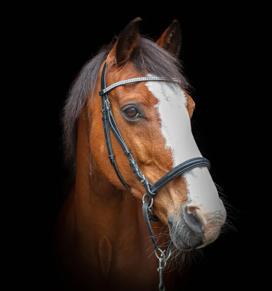 Foto Nera Ritratto Simpatico Cavallo Olandese Caldo Dressage Guardando Destra — Foto Stock