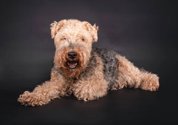 Erkek, 8 yaşında, Welsh Terrier, uzanmış, kameraya bakıyor, siyah bir arka planda izole edilmiş.