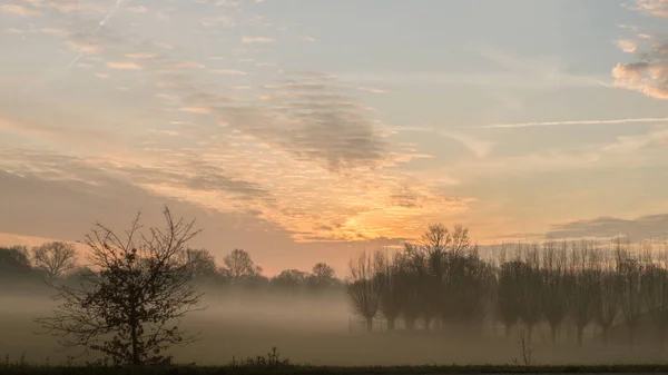Nascer Sol Uma Manhã Enevoada Com Pollard Willows Fundo Holanda — Fotografia de Stock