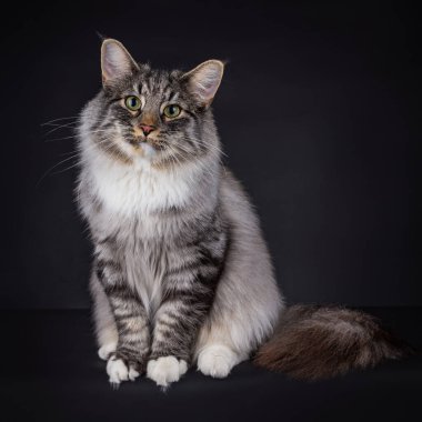 Siyah Gümüş Leke Tabby ve beyaz Norveç Ormanı kedisi. Kuyruğunu yana kıstırıp kameraya bakıyor, siyah bir arkaplanda izole bir şekilde..