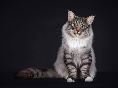 Siyah Gümüş Leke Tabby ve beyaz Norveç Ormanı kedisi. Kuyruğunu yana kıstırıp kameraya bakıyor, siyah bir arkaplan izole ediyor..