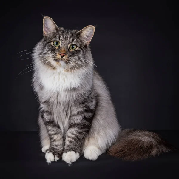 Black Silver Spotted Tabby Avec Chat Forêt Norvégienne Blanche Assis — Photo