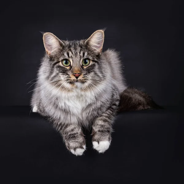 ブラックシルバー白いノルウェーの森の猫とタブビーを発見しました 黒い背景に隔離された 端にぶら下がっている彼の足でカメラに向かって横になって — ストック写真