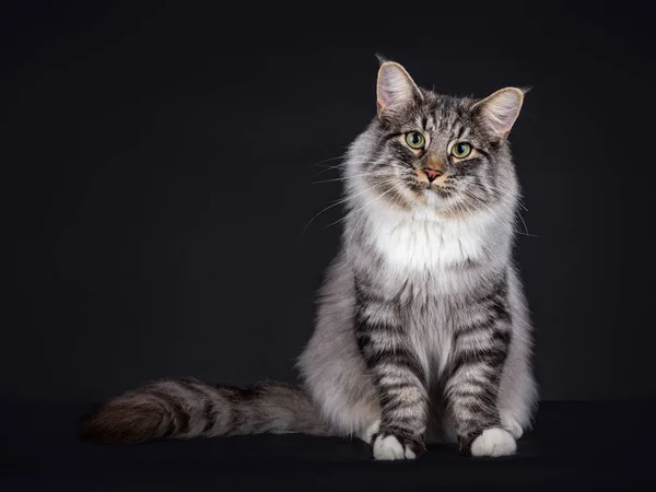 Svart Silver Spotted Tabby Med Vit Norsk Skogkatt Sitter Med — Stockfoto