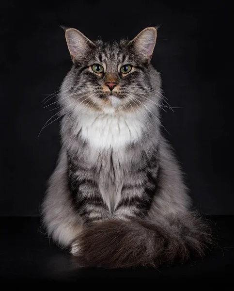 ブラックシルバー白いノルウェーの森の猫とタブビーを発見しました カメラに向かって彼の尾で彼の周りに包まれ 座って 黒の背景を隔離した — ストック写真