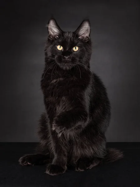 Black Maine Coon Cat with a black background, sitting and staring direct into the camera with big eyes and one paw into the air