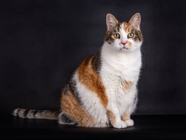 Evcil kaplumbağa kabuklu kedi, beyaz, siyah ve kırmızı, doğrudan kameraya bakıyor, siyah arka planda izole edilmiş.