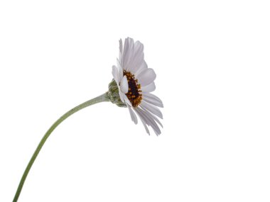 Detailed side view of a white Rhodanthemum 'Casablanca' / Moroccan daisy.  Isolated on white background. clipart