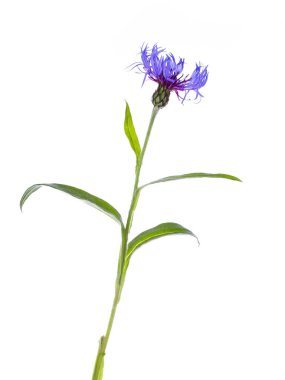 Mavi bir Cornflower (Centaurea siyanus) çiçeğiyle kök yeşil yapraklı, beyaz arkaplanda izole edilmiş.