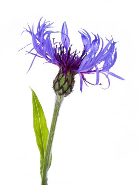 Yeşil yapraklı mavi bir Cornflower 'ın (Centaurea siyanus) ayrıntıları, beyaz arka planda izole edilmiştir.