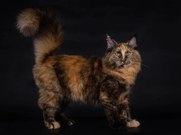 Imádnivaló Fiatal Fekete Tortie Norvég Forestcat Oldalt Állva Kamerába Nézve — Stock Fotó