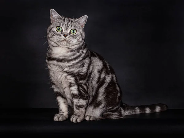Şirin görünümlü Kara Gümüş Tekir, yeşil gözlü İngiliz Shorthair Kedisi 'ni lekeledi, oturdu, doğrudan objektife baktı, siyah bir arka planda izole edildi.