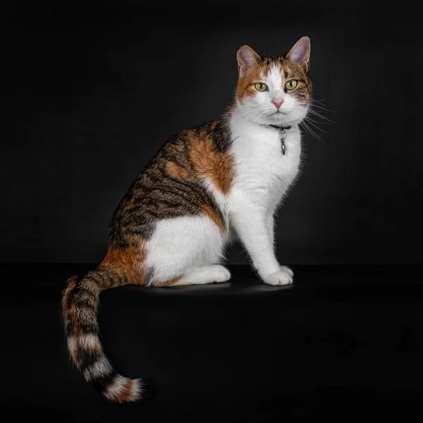 귀엽게 고양이가 검은색 빨간색 꼬리를 배경에 고립되어 카메라를 똑바로 고양이를 — 스톡 사진
