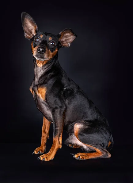 Oturan bir minyatür Pinscher portresi. Önüne bakan büyük, düz kulaklı, siyah bir arka planda izole edilmiş.
